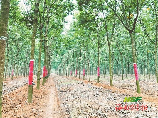 红世一足·首页(接待您)