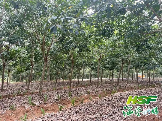 红世一足·首页(接待您)