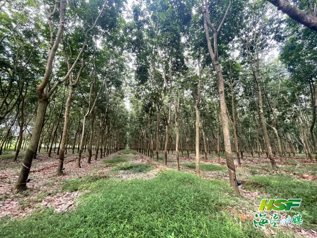 红世一足·首页(接待您)